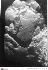 Historisches Foto von Mesoparapylocheles zapfei (Fraaije et al., 2019) (NHMW-AFW-GEO-BACHMAYER-FOTO-1990-0041-1930)